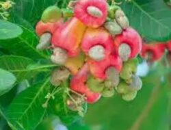 Harga Jambu Mete Glondongan Rp.18.000/kg